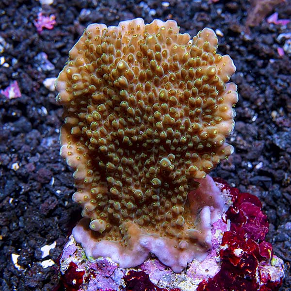Acropora efflorescens Acropora efflorescens